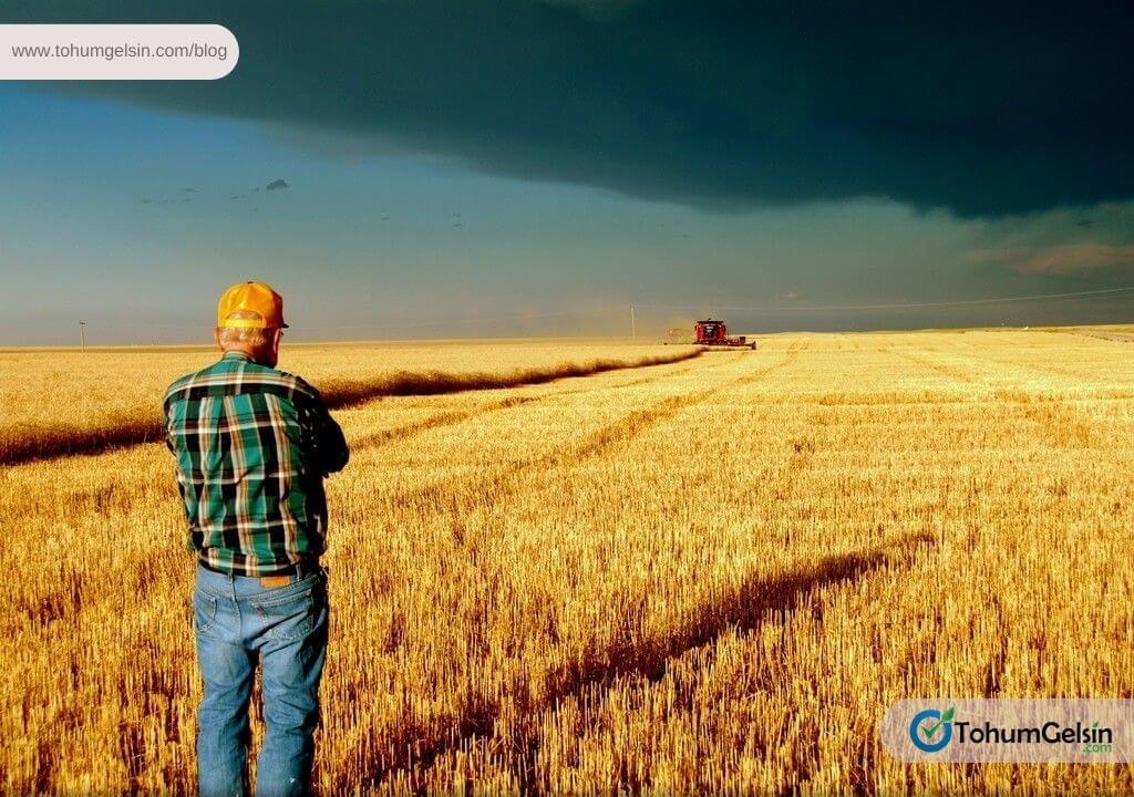2024 Küresel Buğday Görünümü